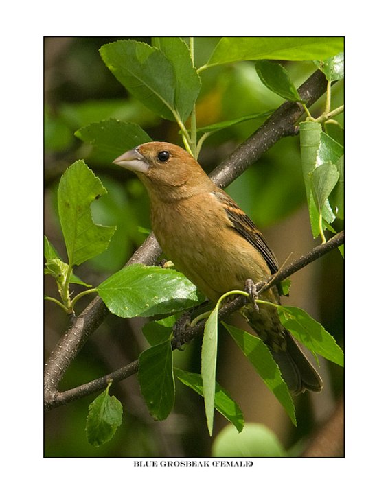 726 blue grosbeak female.jpg